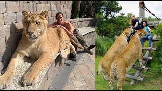 320 килограммов кошачьей прелести - гигантский лигр по кличке Аполлон! 320 килограммов кошачьей прелести - гигантский лигр по кличке Аполлон!