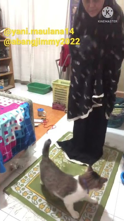 KUCING INI MENGGANGGU ORANG MAU SHOLAT Part 2. #Shorts
