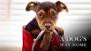 A Dogs Way Home Soundtrack - End Of The Journey