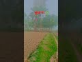 Village Life Status 🌿🙏🌾🌿 #love #nature #shorts#viral