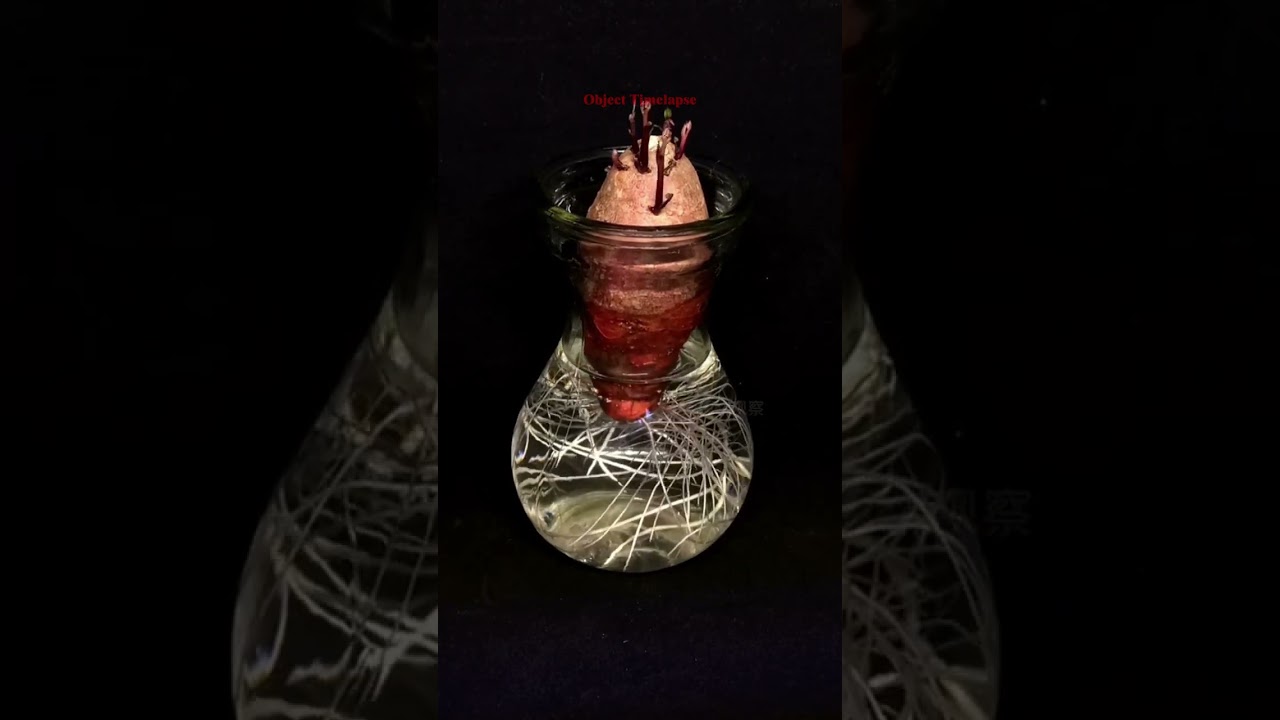 Seeding slice to grow Java Potato