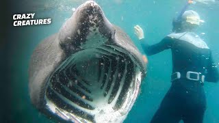 I Was Almost Eaten by a Shark by Crazy Creatures 2,511 views 1 year ago 3 minutes, 25 seconds