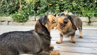 Dachshunds Just Want to Play 🐾