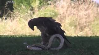 Eagle kills huge Snake SCARRY