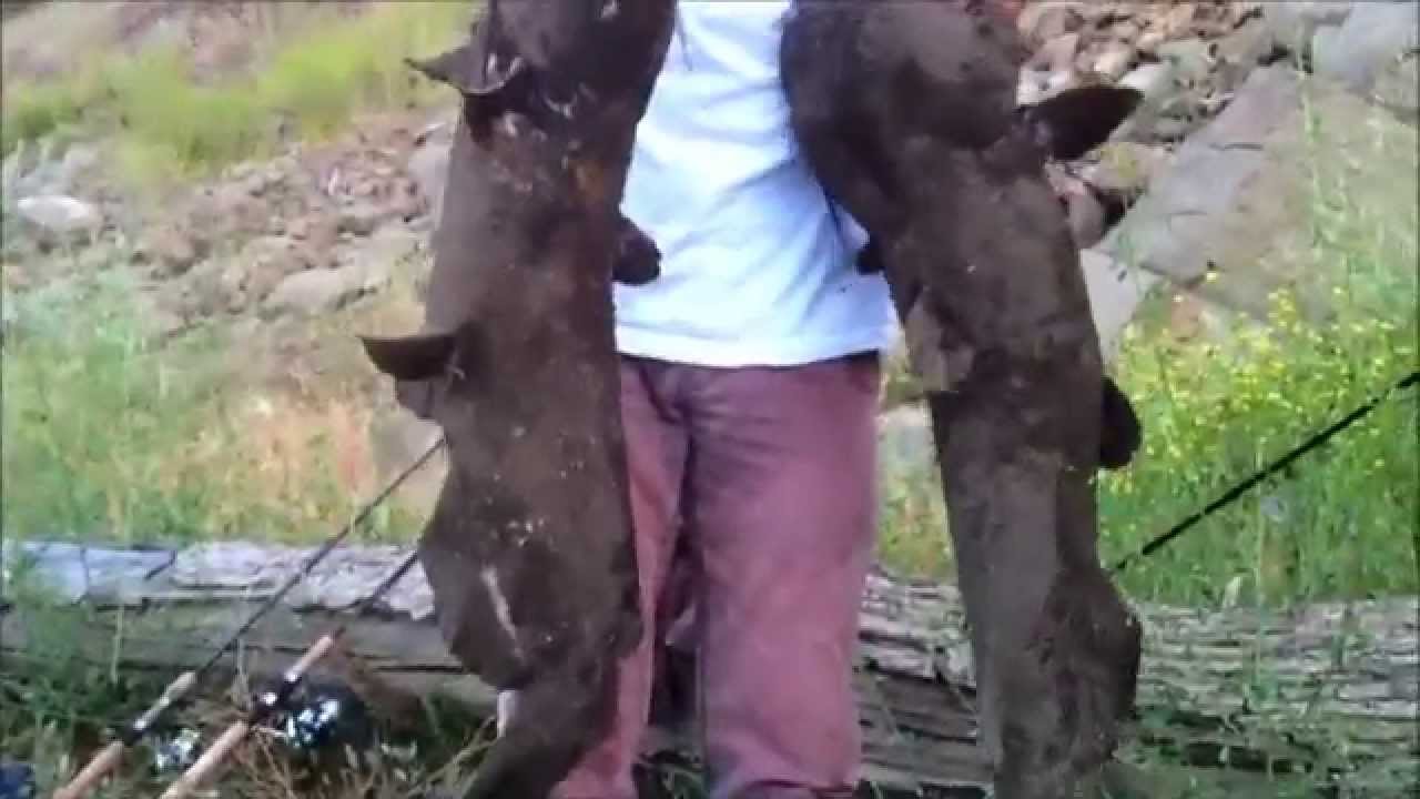 MONSTER CATFISH AT LAKE BERRYESSA YouTube