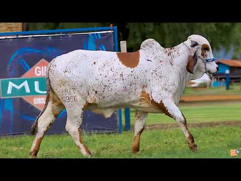 LOTE 18   CADENCIA FIV F MUTUM   MUT 5996