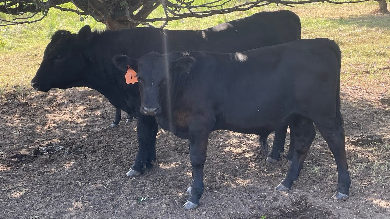 Calves Keep Getting Out! YouTube