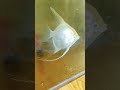 Untitled video