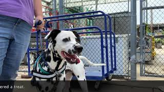 Louie Community Canine by Manners Matter Dog Training and Daycare 31 views 3 years ago 4 minutes, 40 seconds