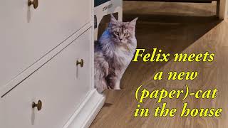 Maine Coon Felix meets a new (paper)cat. How will he react?