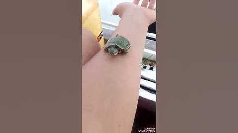 Rùa tai đỏ baby dễ thương