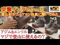 【ワークマン】トレックシューズアジム&エンリルは登山に使えるのか？社員さんに突撃インタビュー!!