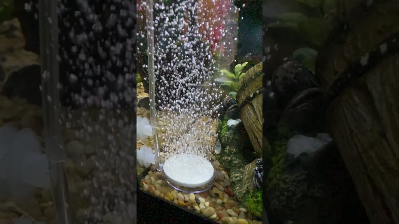 6 Best Aquarium Air Stones (2024 Reviews With Video)