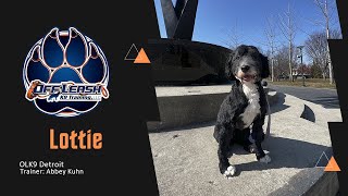 Portuguese Water Dog's Path to Polite Behavior! by Team JW Enterprises 60 views 2 days ago 1 minute, 35 seconds