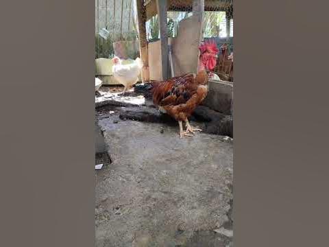 gallina broiler y gallo pescuezo pelado rojo… adultos - YouTube