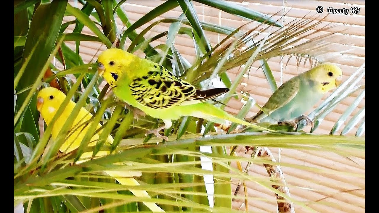 Wellensittich zwitschern sie spielen und fühlen sich pudelwohl 9