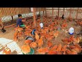 Creative DIY Chicken food ! Waste food became sustainable chicken feeds ( Farm update)