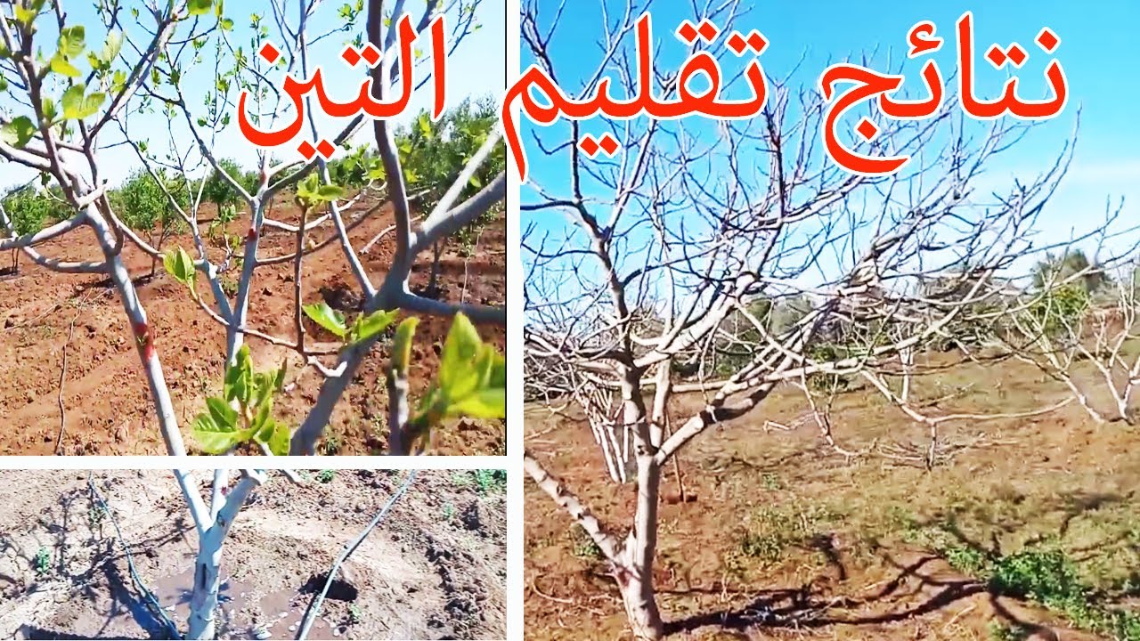تقليم التين باحترافية وطريقة صحيحة  للمبتدئين بدون معلم /Pruning fig trees