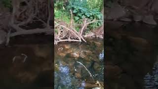 charco verde  manantial de agua cristalina en Ayotlan Jalisco