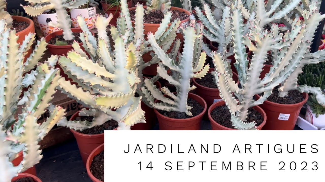 JARDILAND ARTIGUES 💚 LACTEA WHITE GHOST
