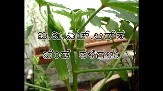 'Lady Finger Crops From I.I.H.R.' ' ಐ.ಐ.ಎಚ್.ಆರ್.ನ ಬೆಂಡೆ ತಳಿಗಳು'