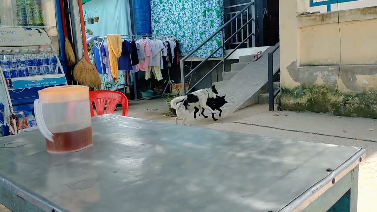 Tới kỳ động đực