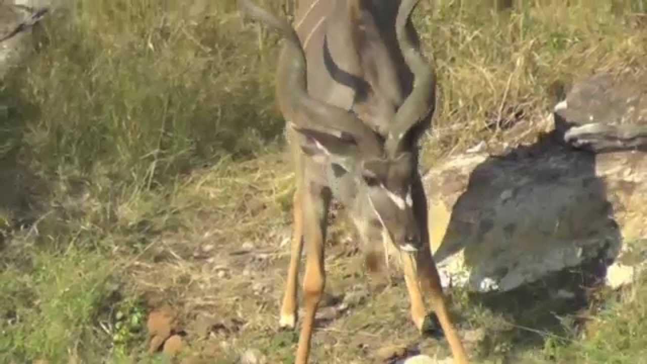 Großer Kudu trinkt