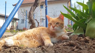 Relaxing Cat Video 88