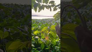 Khung cảnh hoàng hôn chill chill, góc vườn nhà iem. Minh tân.