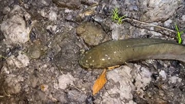 "cắm câu đêm"cá lóc đồng "Em mời cả nhà theo em nhé l #vanphongvlog #fishing