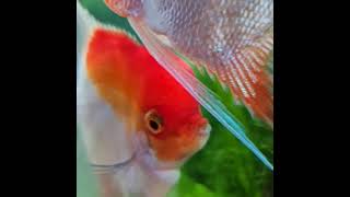 Famous Red Devil Angelfish Profile