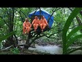 Camping hujan deras - membuat rumah pohon dan tidur nyenyak sampai pagi - Relaxing rain sound