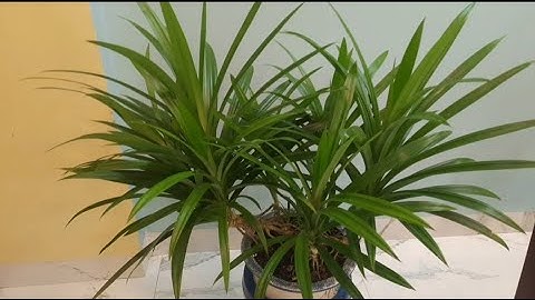 Cách trồng cây lá nếp làm cảnh  trong nhà xanh tốt quanh năm