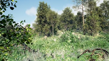 Megascans Tree | FREE Early Access