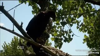 Decorah Eagles- D33 Falls Out Of Tree 06.05.2019