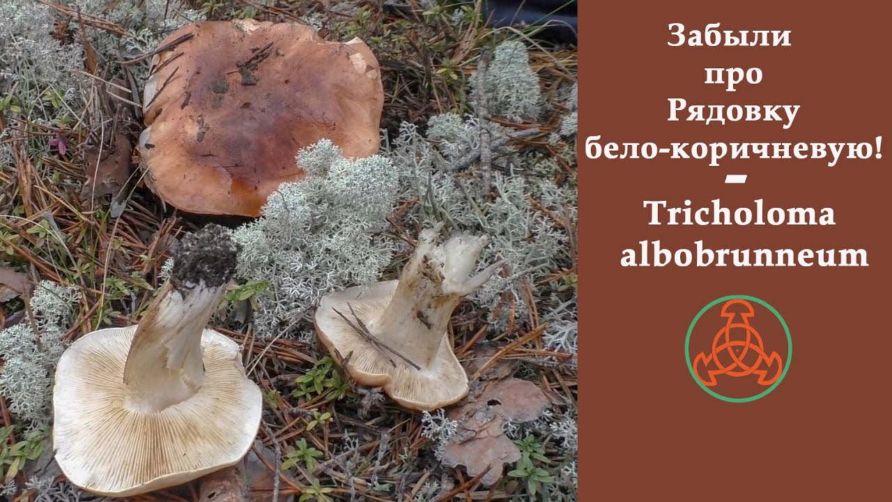 Забыли про Рядовку бело-коричневую! - Tricholoma albobrunneum.