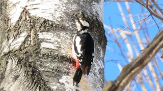 Весна, дятел за работой🐦Spring, woodpecker at work