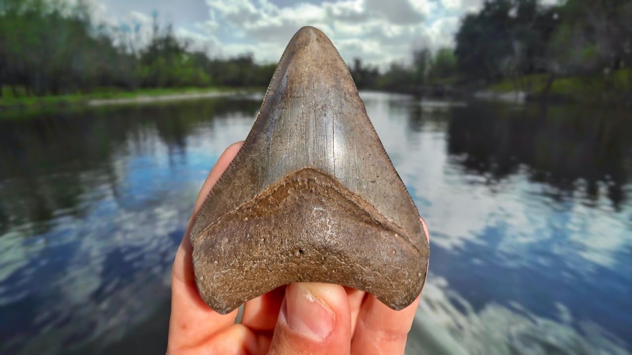 Scuba Diving for Megalodon Shark Teeth in ALLIGATOR Infested Florida Water Peace River Fossil