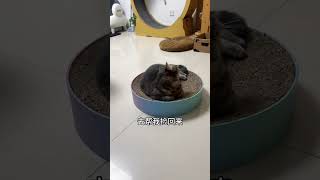Unleashing Our Cat's Hidden Talents