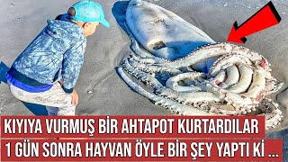 Kıyıya Vurmuş Bir Ahtapot Kurtardılar, Ertesi Gün Öyle Bir Şey Oldu ki