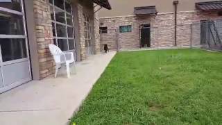 Milly - Shepherd Mix - URGENT Profile