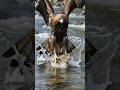 Golden Eagle Snatches a Fish from the River | Stunning 4K Wildlife Documentary