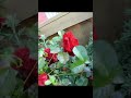 Camera Motion to Piano Notes #satisfying #trending