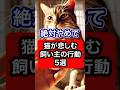 絶対やめて！猫が悲しむ飼い主の行動5選を獣医師が解説 #保護猫 #獣医師 #cat #猫 #ネコ #ねこ #ねこのいる生活 #猫のいる暮らし #猫動画 #愛猫 #猫好きさんと繋がりたい