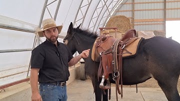 Tips for throwing a saddle on a mule 