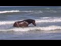 Stallions fighting Carova Beach Corolla NC May 6 2020