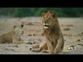 National geo wild  editing  documentary king slayer          