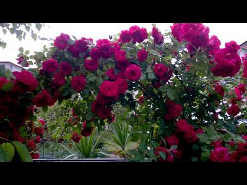 Czerwiec 2015 Róże i Clematisy 4K