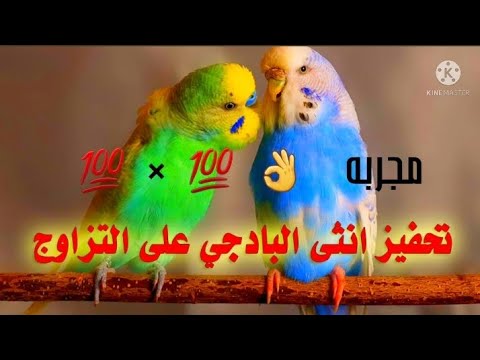  دقيقة فقط صوت طيور تحفيز البادجي على ال أصوات البادجي طائر الحب طيور صوت الحب