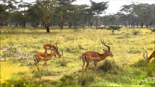 E3 Adventures Safari Animals In Kenya